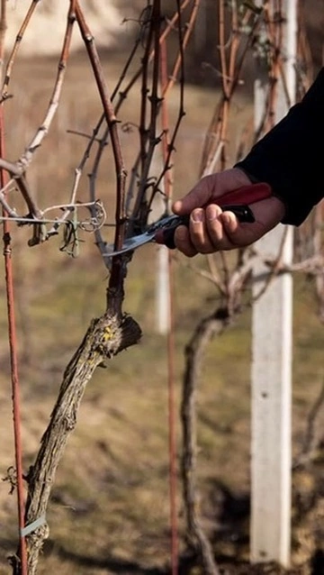 Szkolenie Winiarskie Vol 1